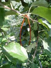 フェロモン防除・減農薬