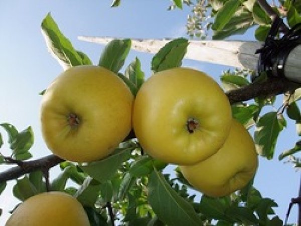 画像2: シナノゴールド　贈答【ギフト】５ｋｇ１２－１６玉前後【信州りんご】　 (2)