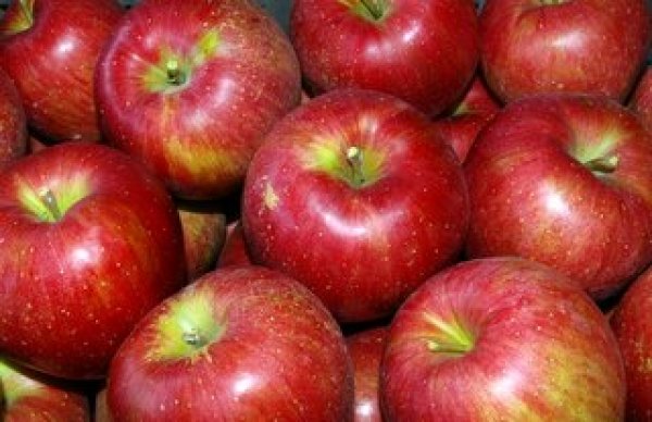 画像2: シナノスイート１０ｋｇ　　３０－３8玉前後 (2)